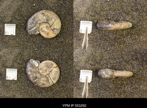 Discoscaphites conradi
