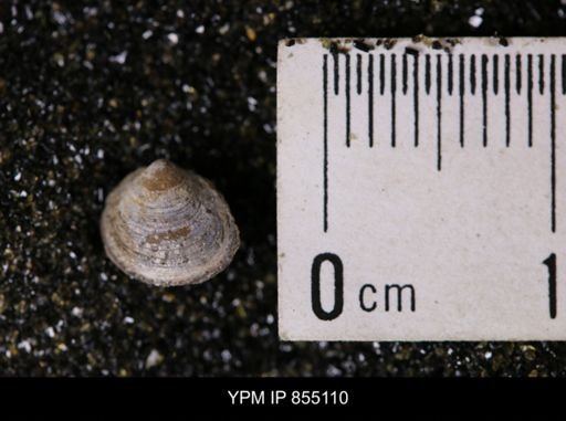 Limopsis striatopunctatus