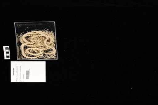 Pantherophis bairdi