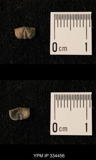 Mesolobus lioderma