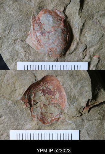 undet. Monoplacophora
