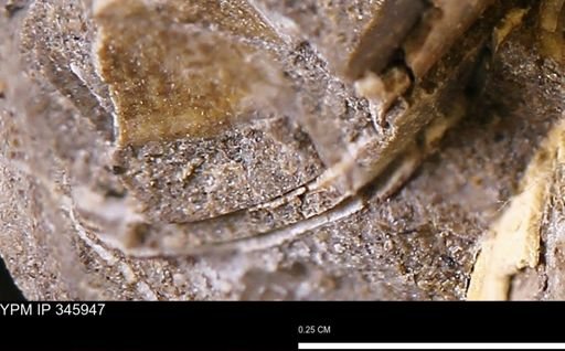 undet. Mollusca