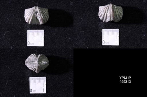 Platystrophia crassa