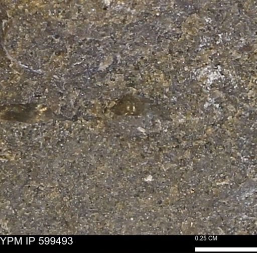 undet. Bivalvia