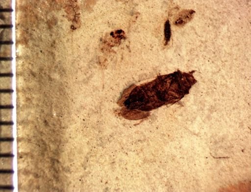 undet. Hemiptera