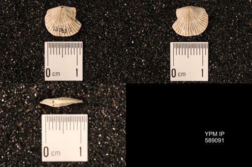 Dinorthis subquadrata