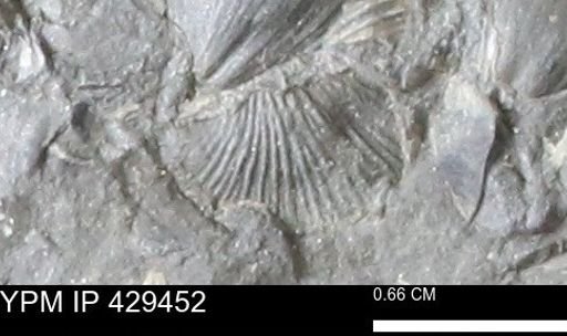 Devonochonetes scitulus