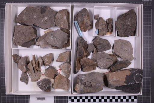 mixed taxa, stratigraphic collection