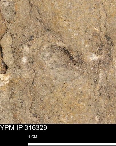 undet. Mollusca