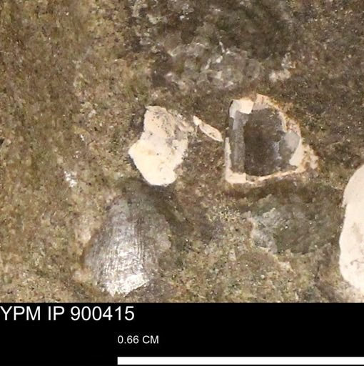 undet. Mollusca