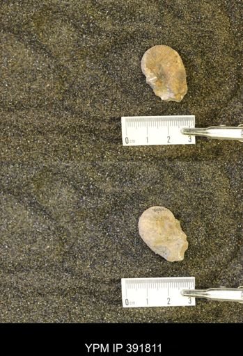 Scaphites whitfieldi