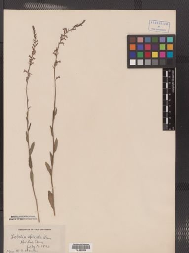 Lobelia inflata