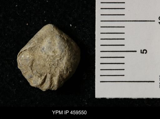 Wellerella
