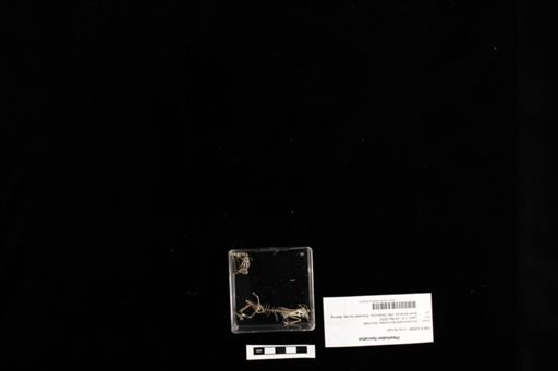Plestiodon fasciatus