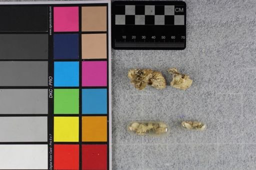 Protoceras longinaris