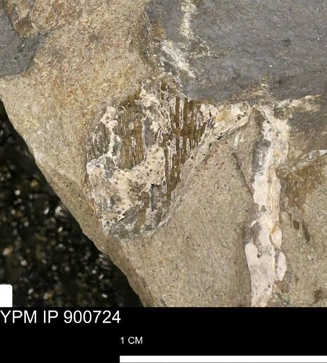 undet. Gastropoda