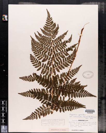 Plantae