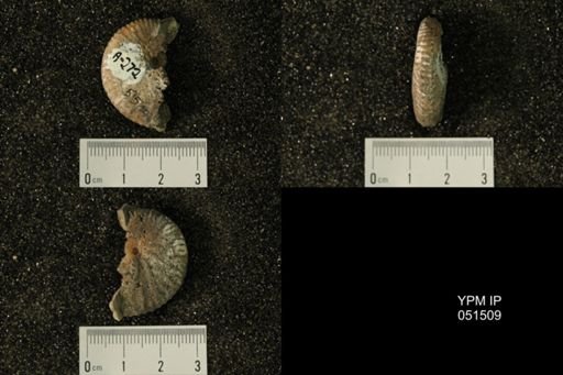 Hoploscaphites nicolletii