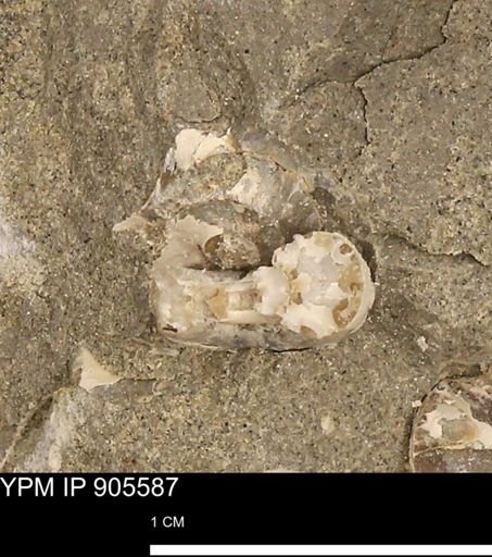 undet. Ammonoidea