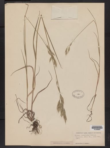 Bromus commutatus