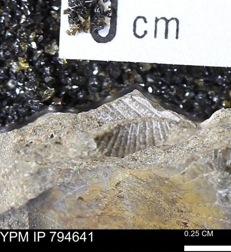Hoploscaphites sp.