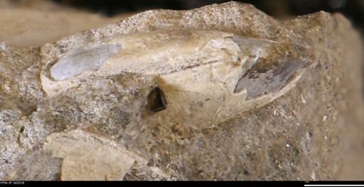 undet. Bivalvia