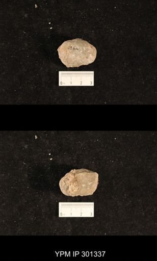 Bellerophon sp.