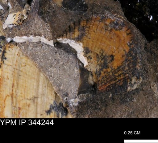 Parallelodon sp.