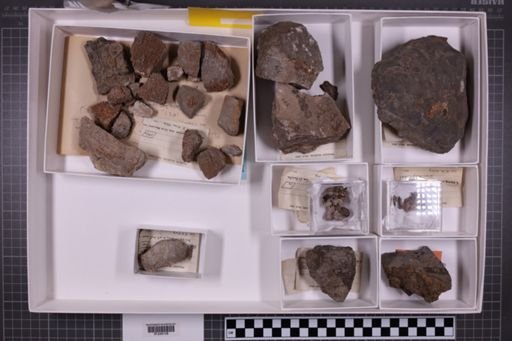 mixed taxa, stratigraphic collection
