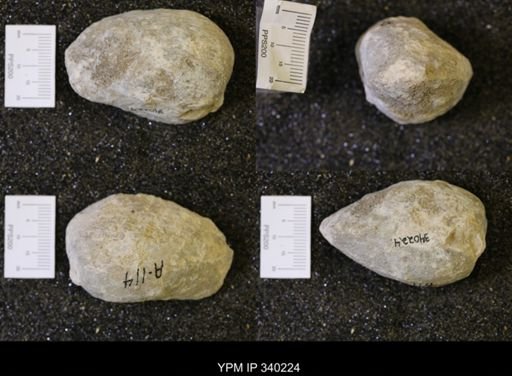 undet. Bivalvia
