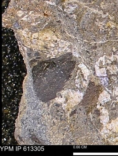 Scaphites sp.