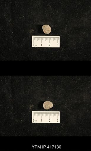 Euphemites carbonarius