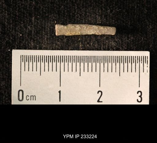 Archaeocidaris sp.