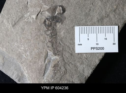 undet. Gastropoda