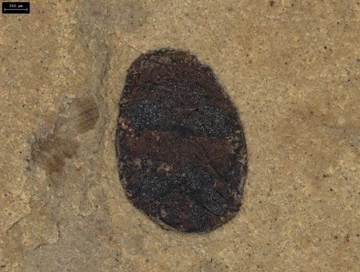 Coleoptera