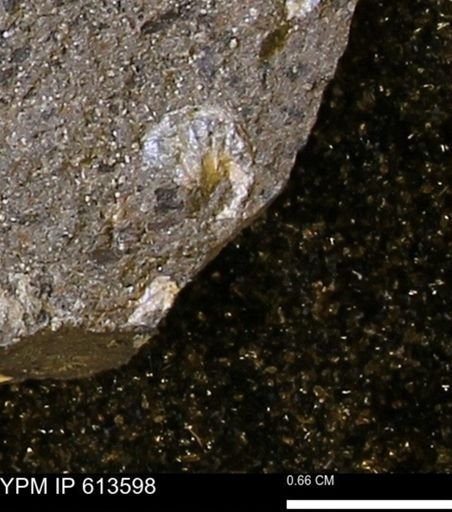 Scaphites sp.