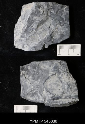 undet. Eurypterida