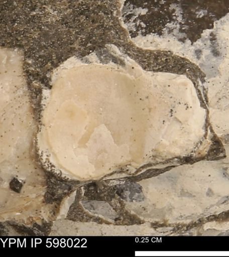 Protocardia?