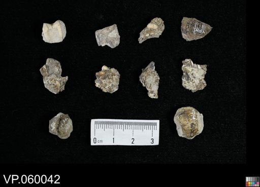 undet. Actinopterygii