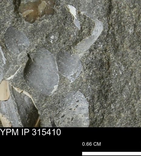 undet. Bivalvia