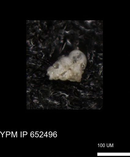 undet. Foraminiferida