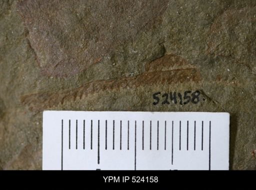 undet. Graptolithina