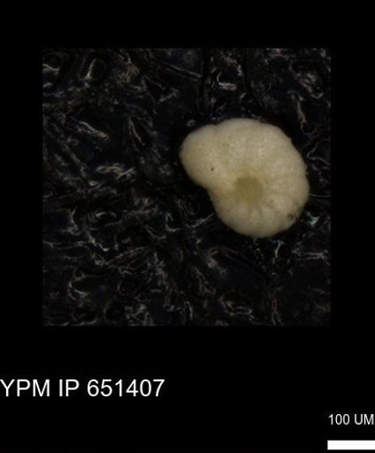 undet. Foraminiferida