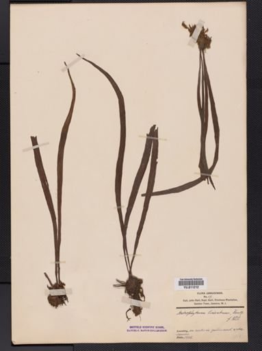 Antrophyum