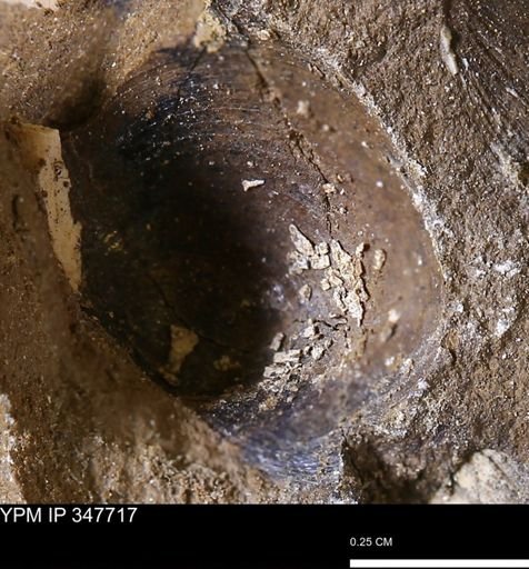 Limopsis striatopunctatus