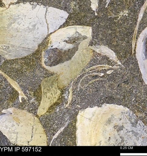 Limopsis striatopunctatus