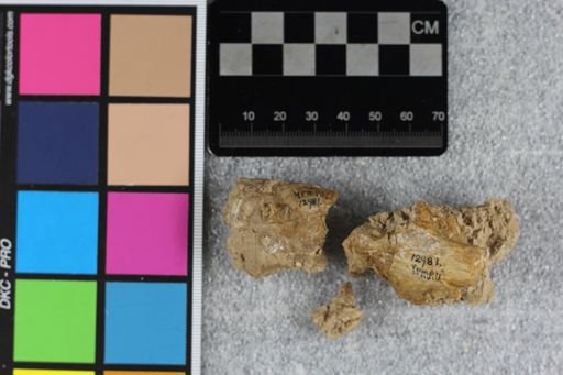 Ischyromys sp.