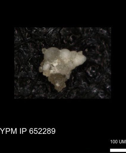 undet. Heterohelicidae