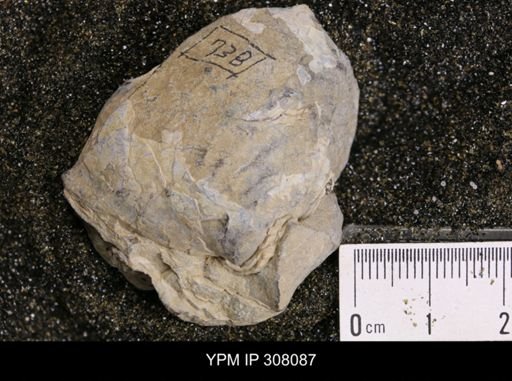 Inoceramus sp.