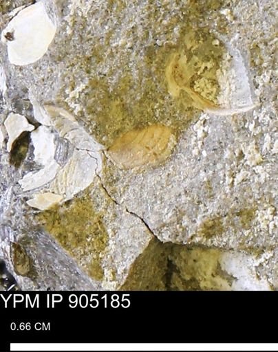 Corbulamella gregaria